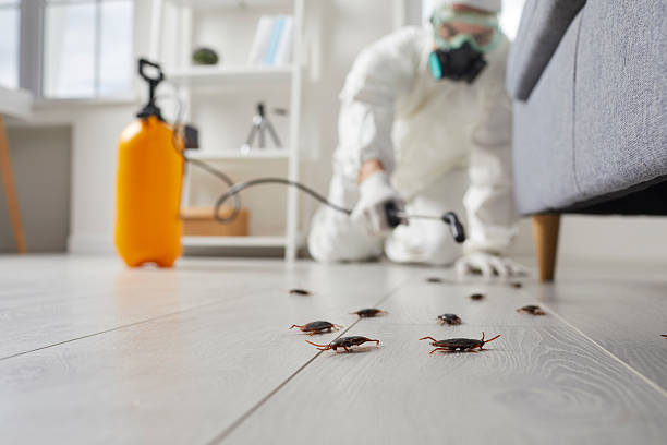 Trusted Rodent Control service in Laguna Beach, CA - Nex Pest Control