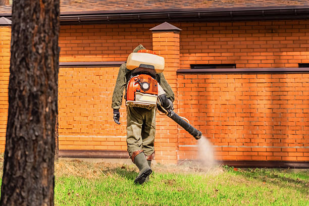 Trusted Ant Control service in Laguna Beach, CA - Nex Pest Control